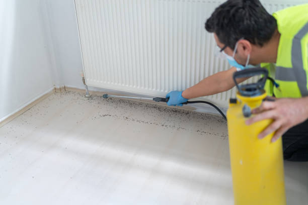 Best Local Pest Control Services  in Stafford Courthouse, VA